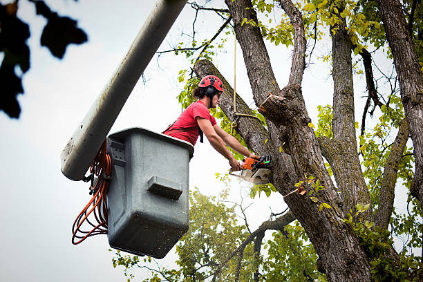 How Our Tree Care Process Works  in  Amelia Court House, VA